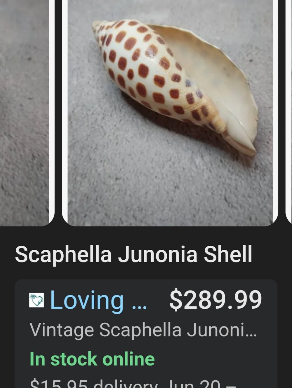 Random Shells - Picture 10 of 15
